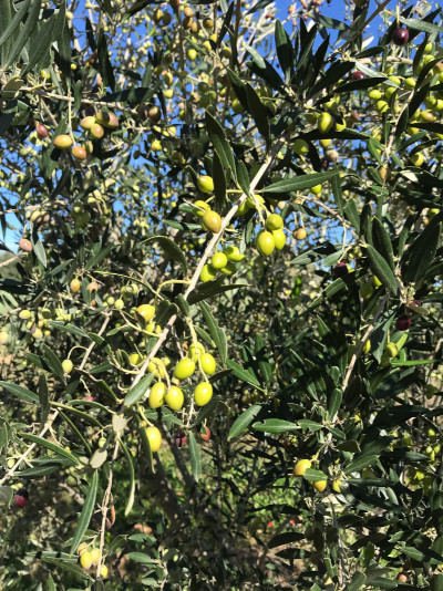 ecotube olives fruit