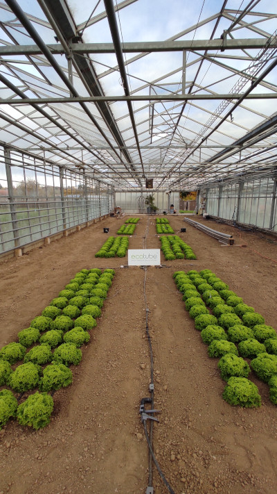 ecotube salad greenhouse
